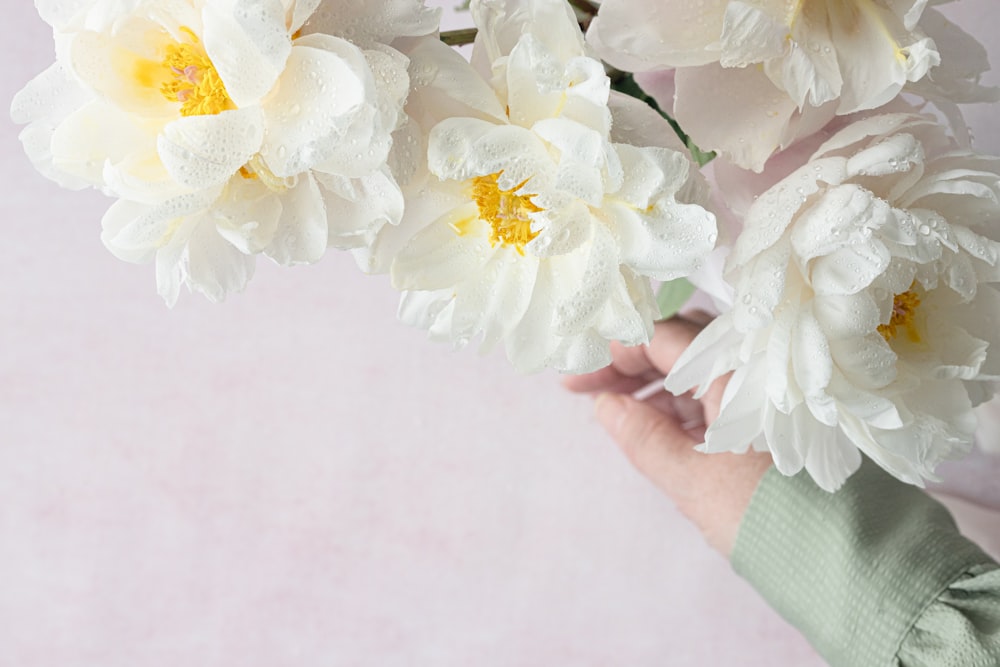 a person holding a bunch of white flowers