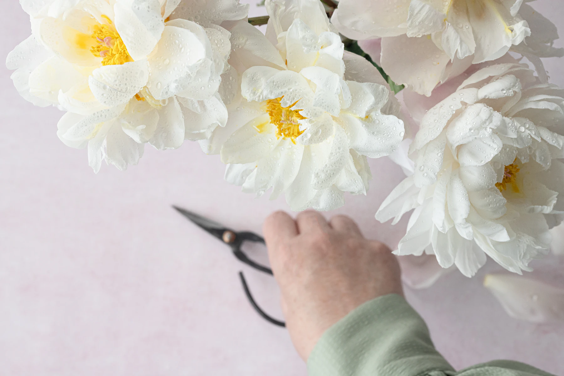 A hand reaching for black loop-handled flower scissors beside white blooms on a pale table