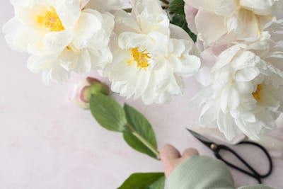 Large white flowers with yellow centers and droplets of water are arranged on a light-colored surface. A hand wearing a green sleeve is holding a flower stem. Black pruning shears lie nearby.