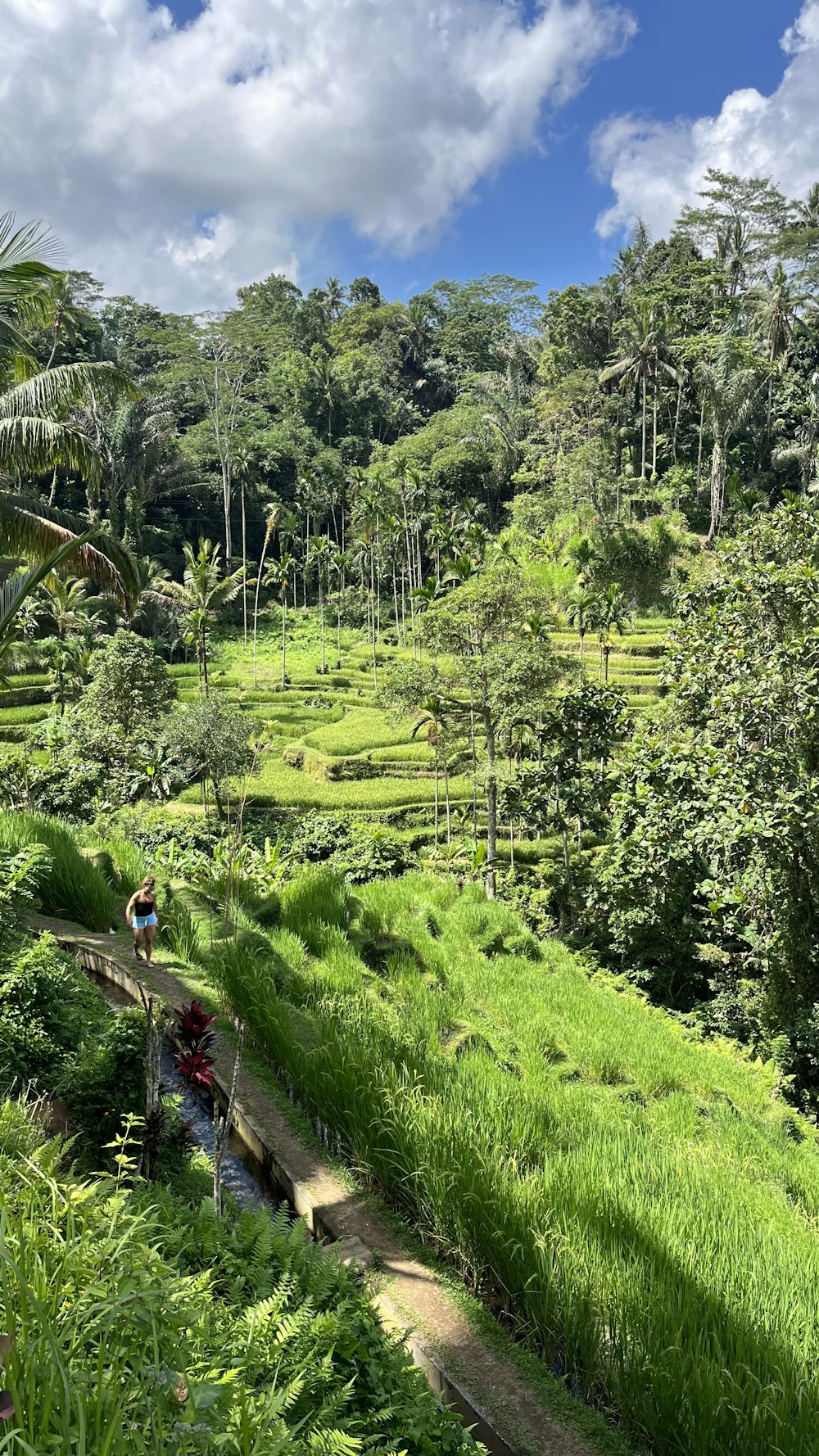 a lush green forest filled with lots of trees