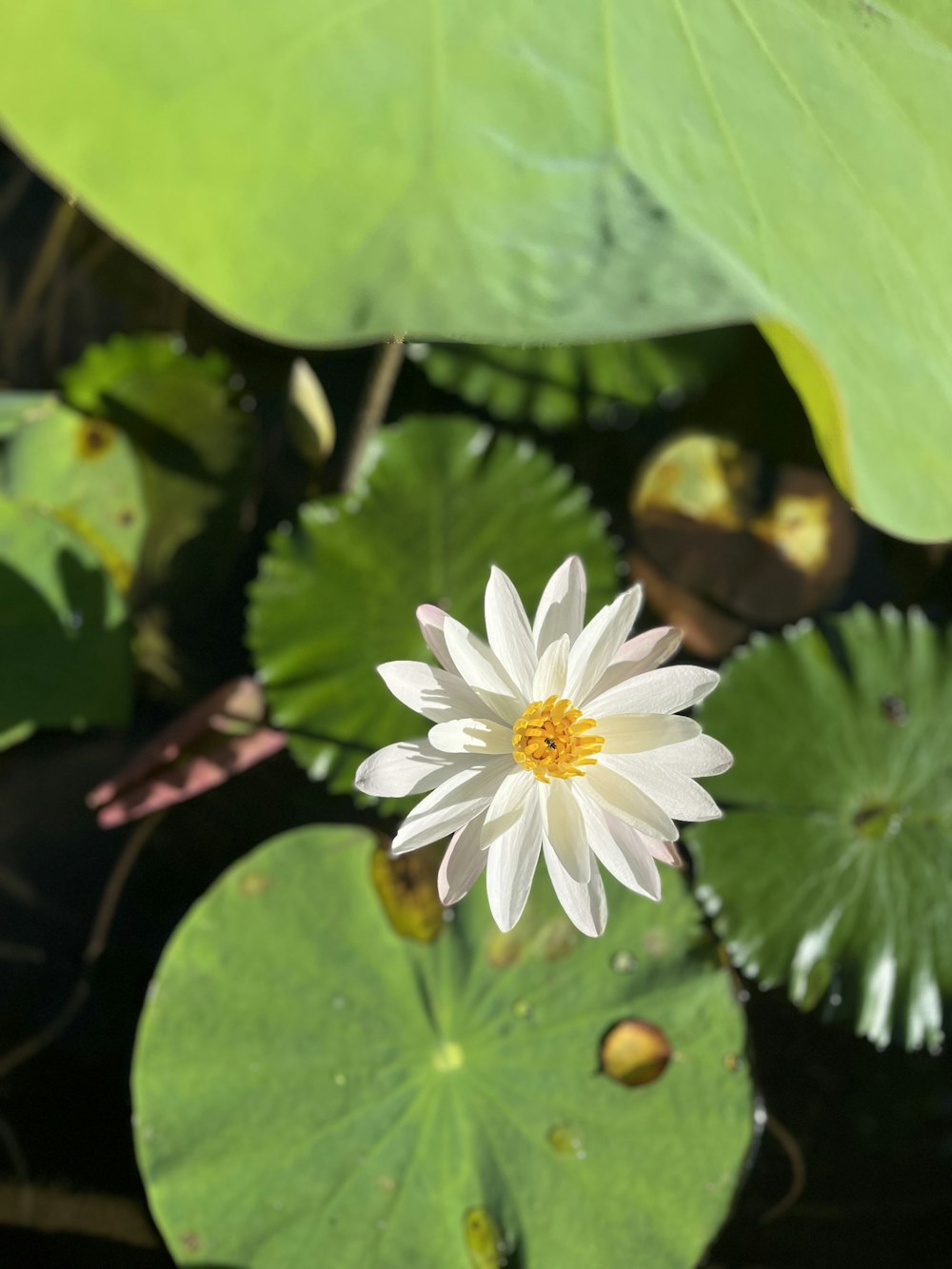 a white and yellow flower surrounded by green leaves