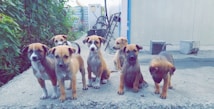 Seven puppies with light brown fur are sitting on a concrete surface in front of a building. They are surrounded by greenery, and some have white markings on their faces and paws. The area appears to have some industrial equipment and blocks in the background.