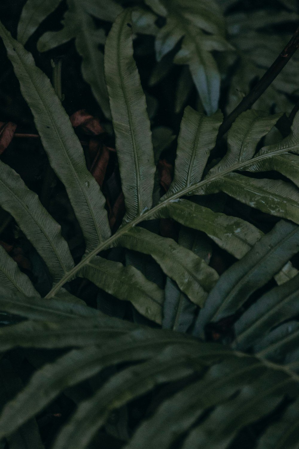 a close up of a plant with lots of leaves