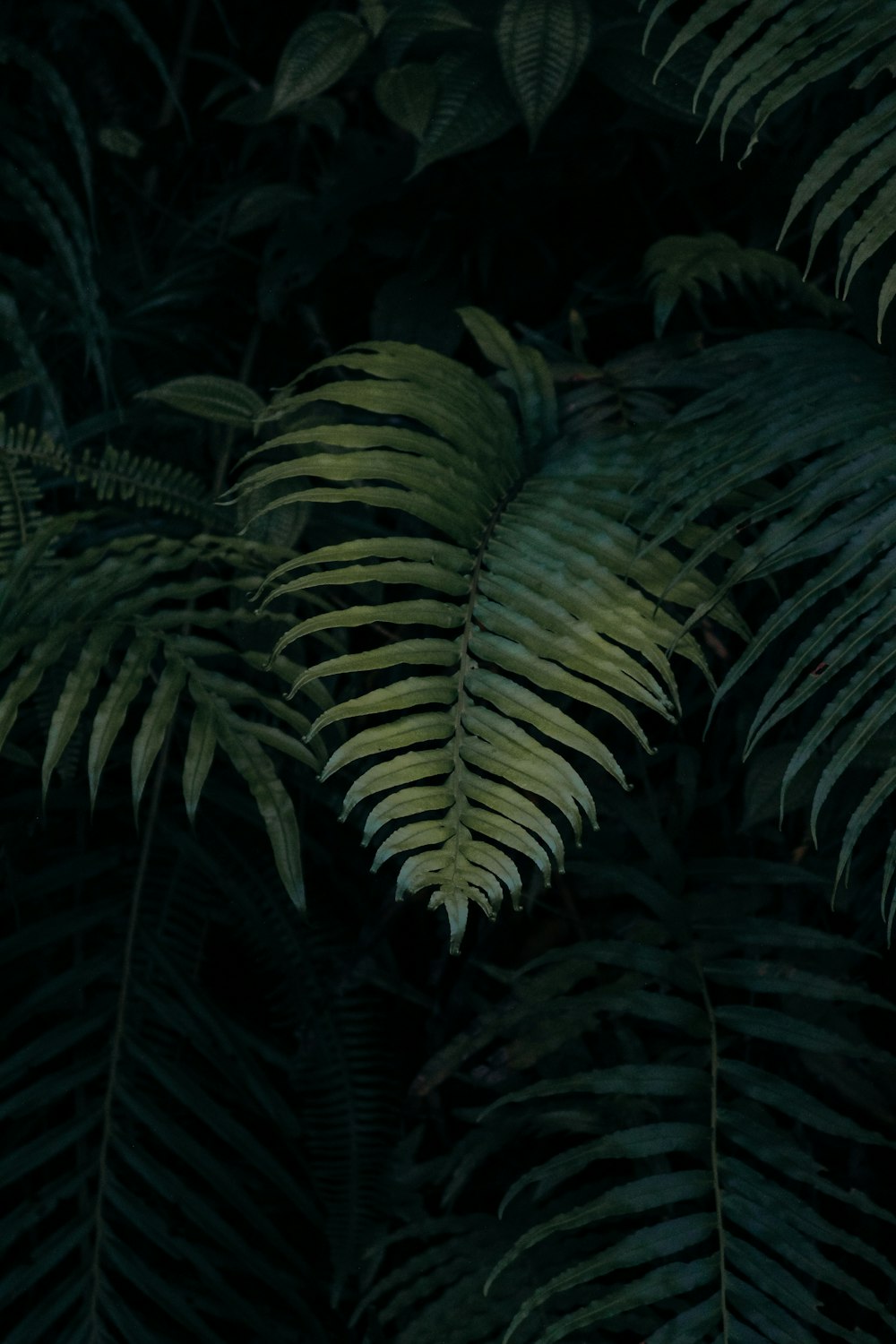 a bunch of green leaves in the dark