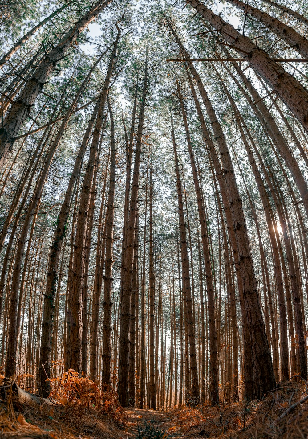 a forest filled with lots of tall trees