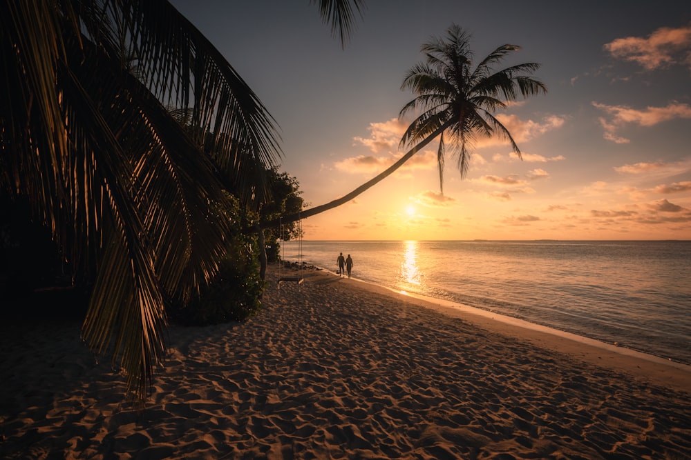 a couple of people walking down a beach next to a palm tree