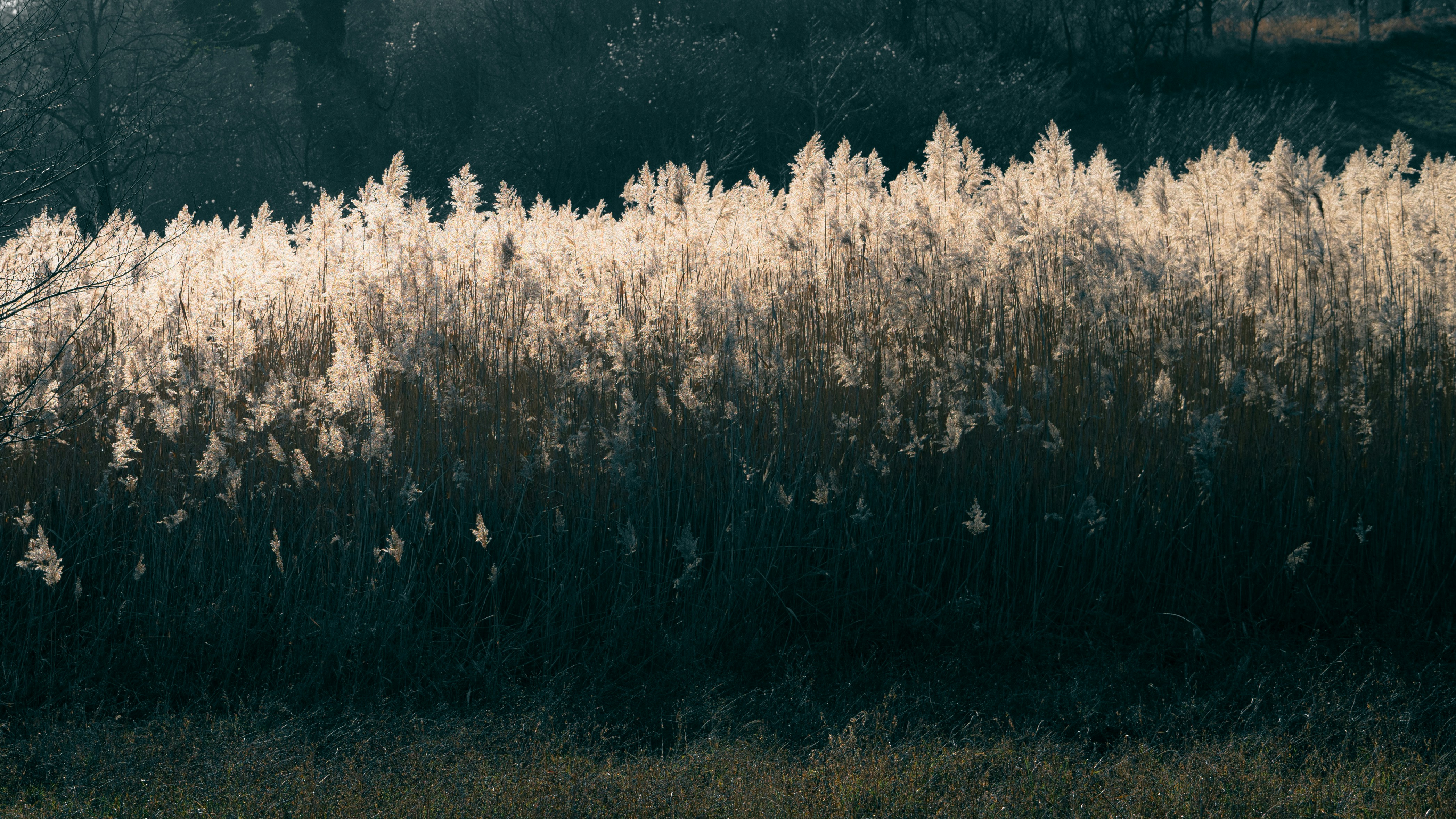 A field of tall grass with trees in the background