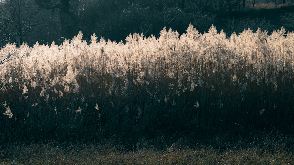 a field of tall grass with trees in the background