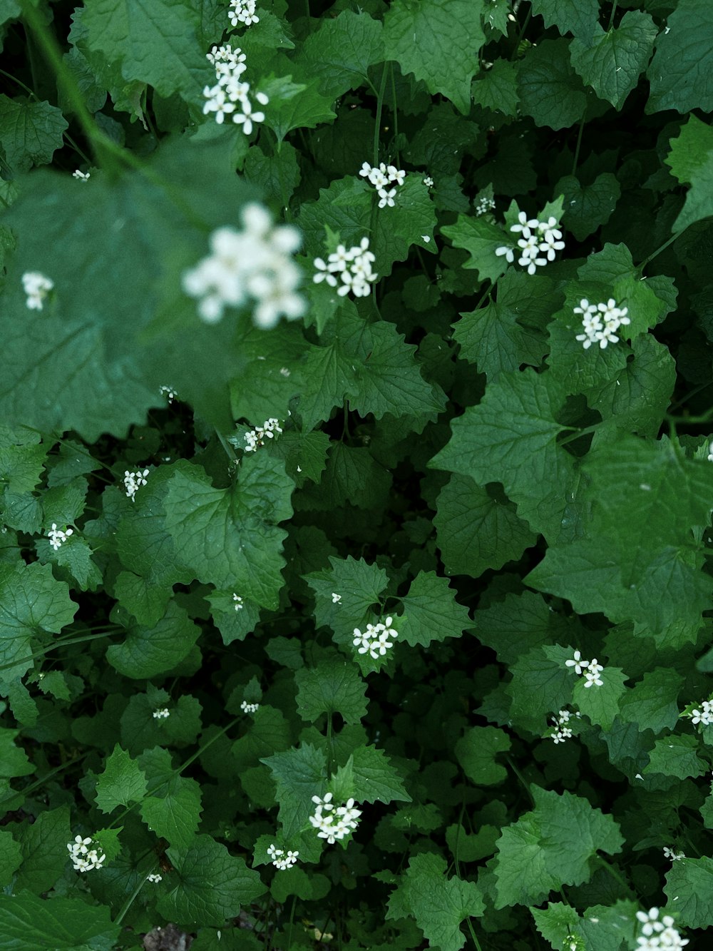 a close up of a plant with white flowers