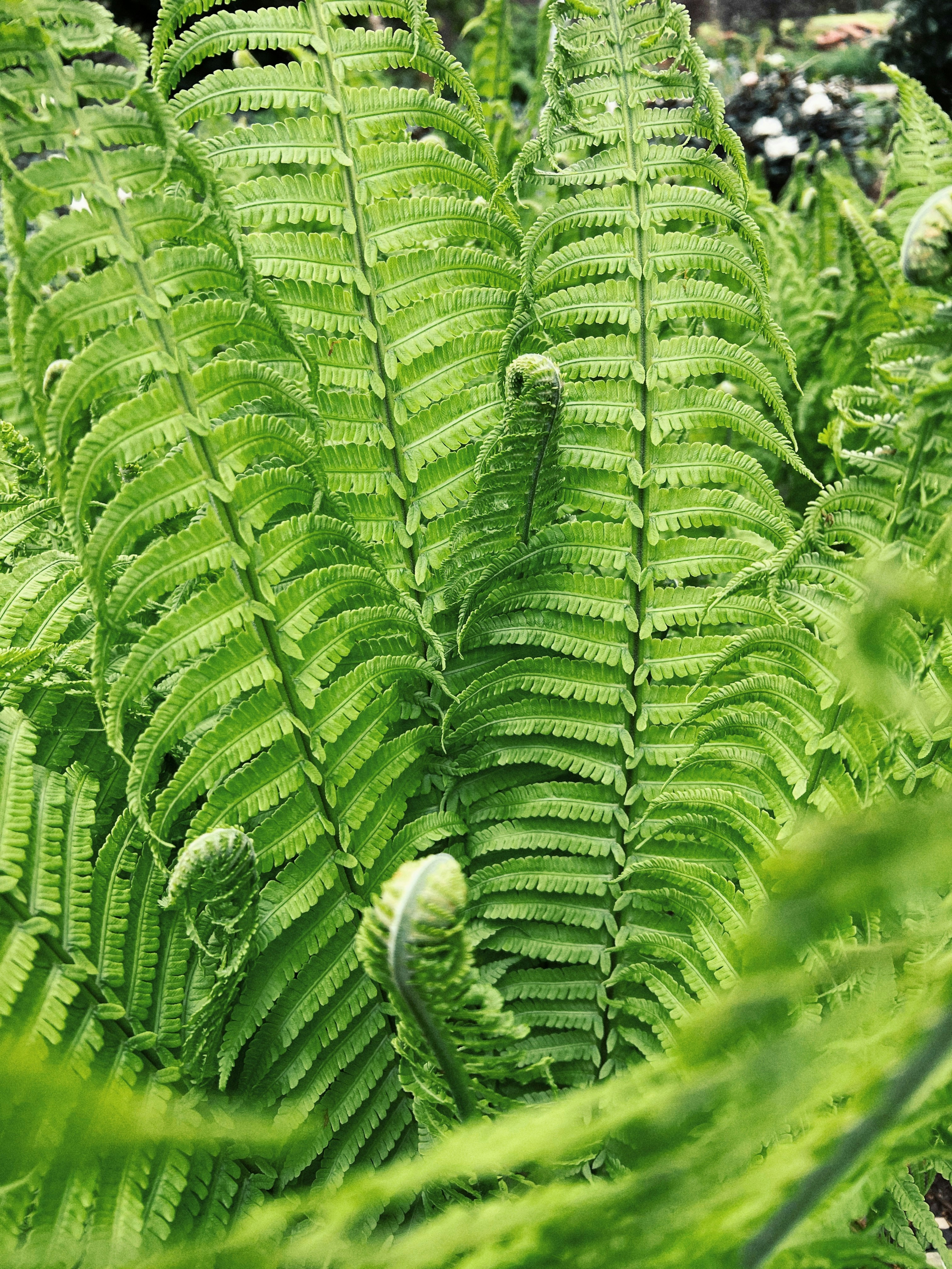 a close up of a green plant with lots of leaves