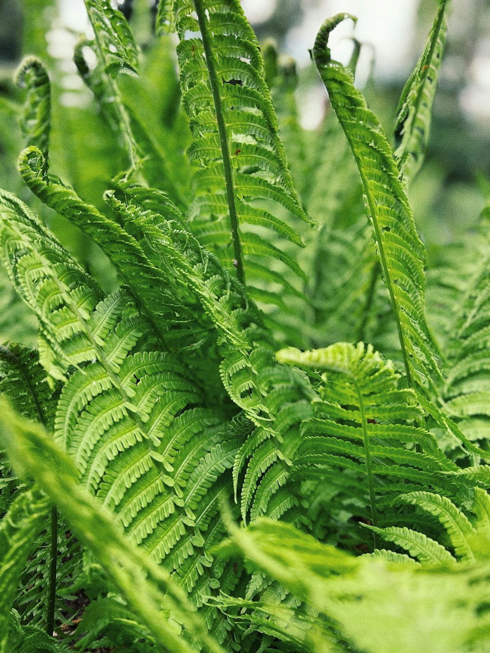 a green plant