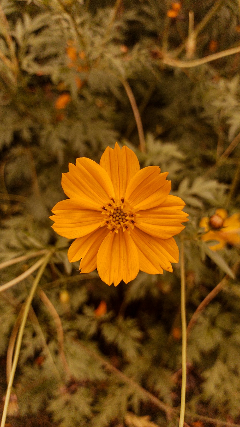 a close up of a yellow flower in a field