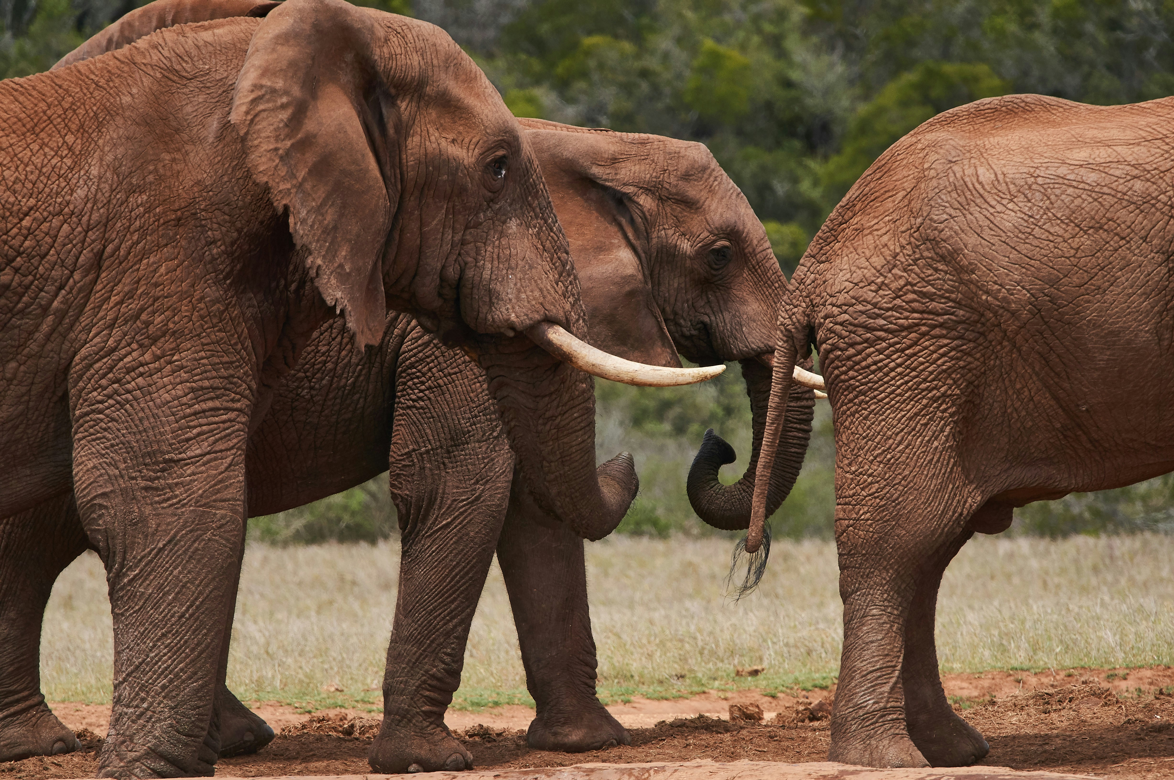 Photo by wolfgang_hasselmann