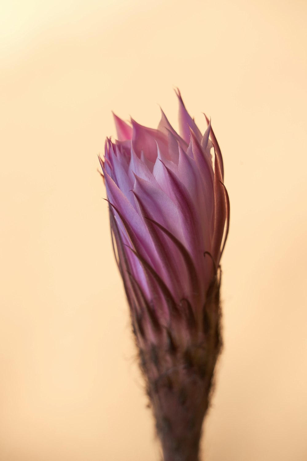 a close up of a purple flower on a stem