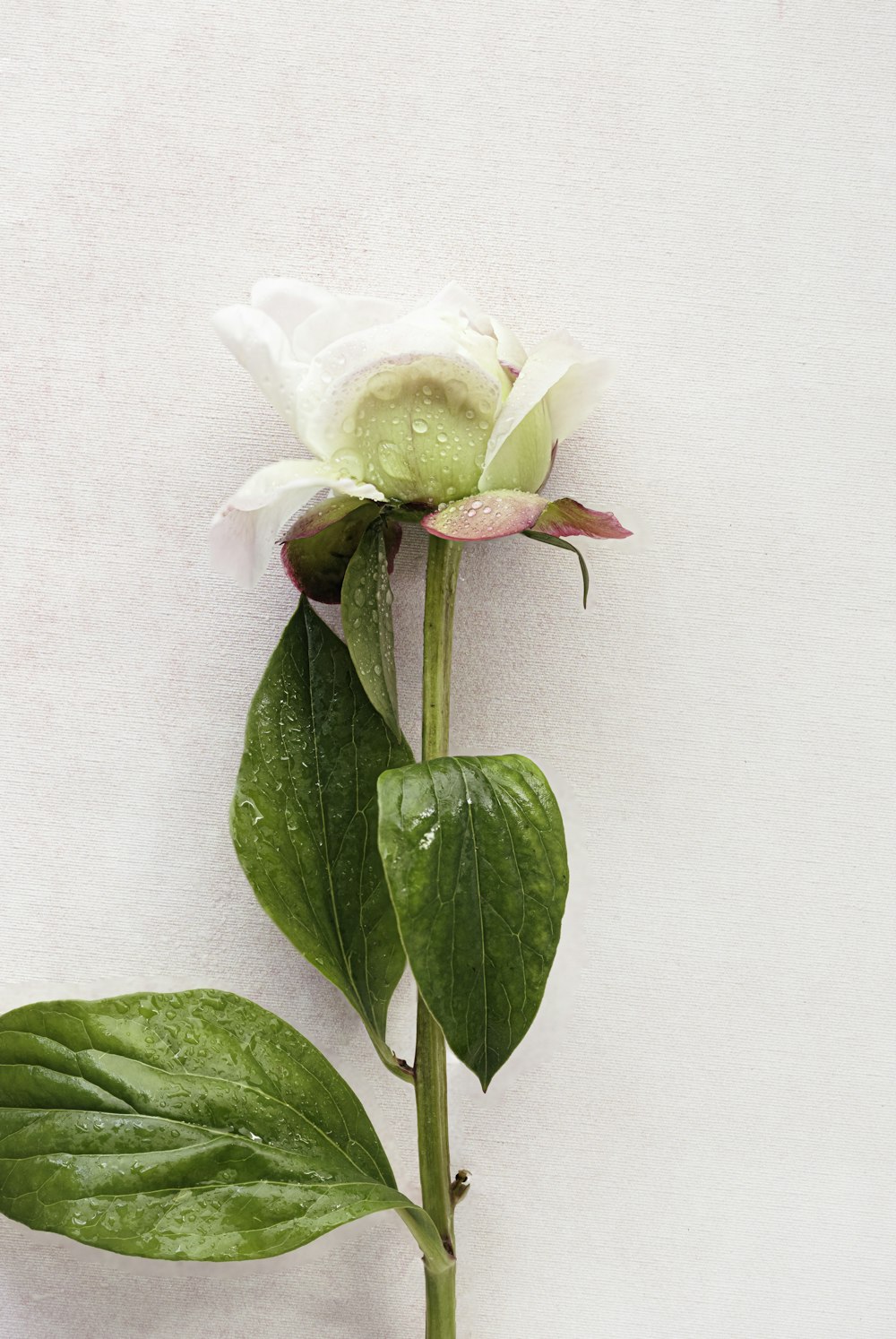 白い背景に緑の葉を持つ一本の白いバラ