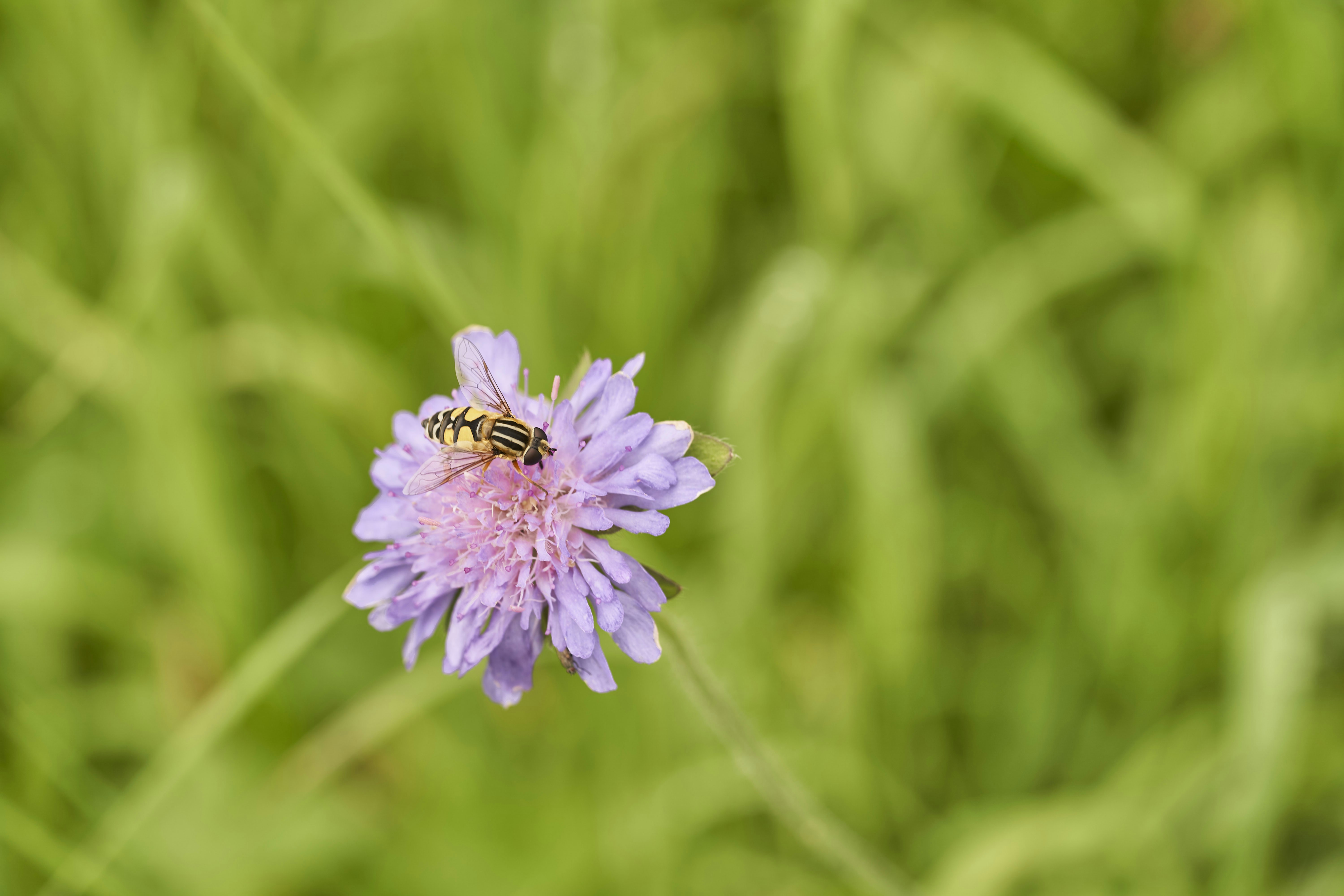 Photo by wolfgang_hasselmann