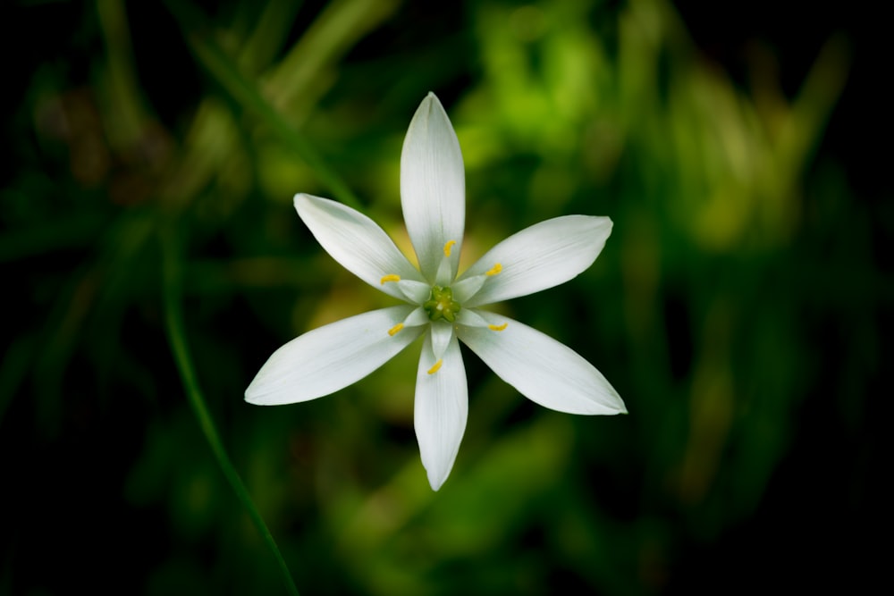 a close up of a white flower on a black background