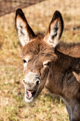 A donkey is standing outdoors with its mouth open, possibly in mid-bray. The animal's fur is a mix of brown and gray, with long ears prominently visible. The background is a blurred outdoor setting, featuring dried grass or hay.