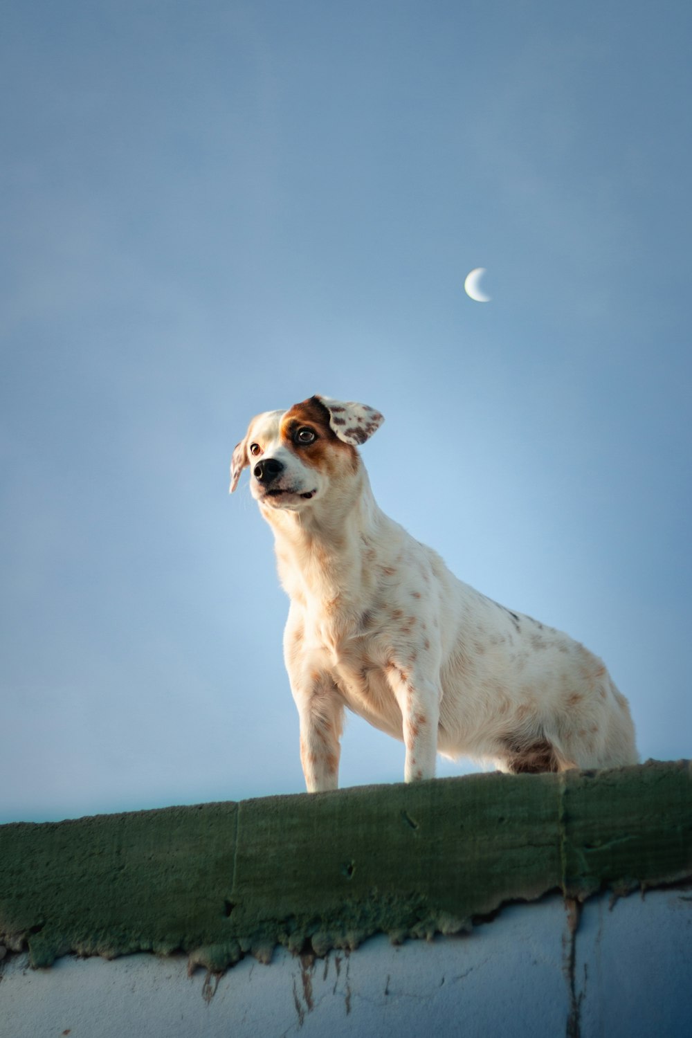 a dog standing on top of a roof with a half moon in the background