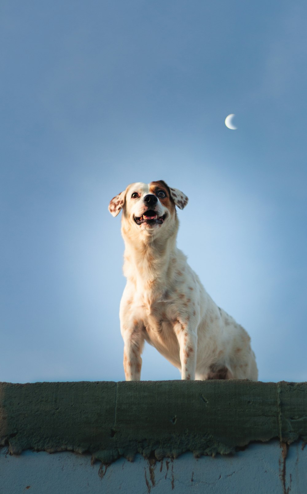 a dog sitting on top of a roof with a half moon in the background