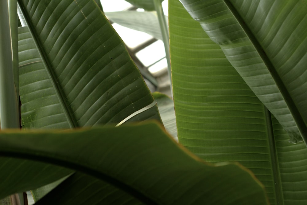 a close up of a large green leaf