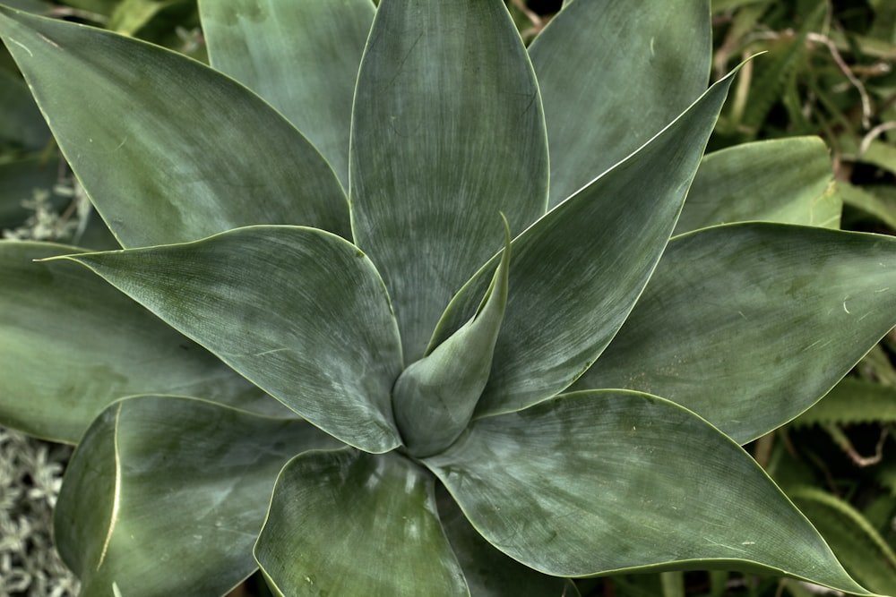 a close up of a green plant with leaves