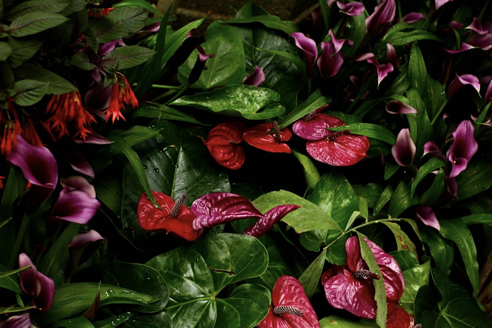 a close up of a bunch of flowers with green leaves