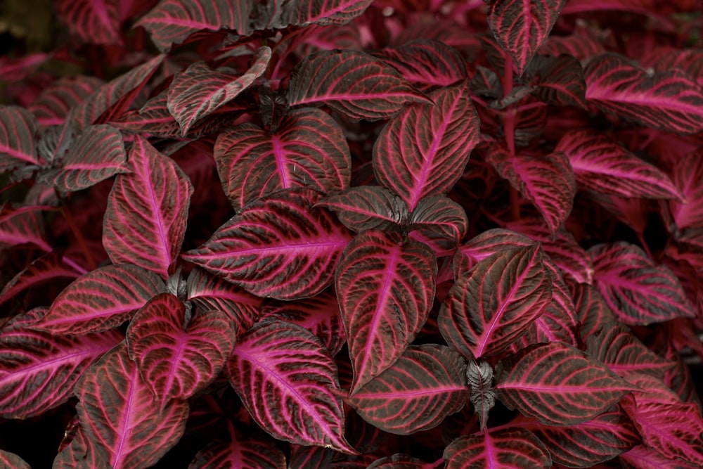 a close up of a plant with red and black leaves