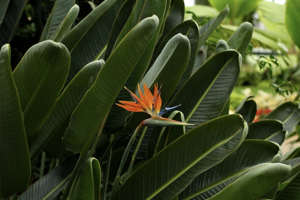 Una flor de ave del paraíso en un jardín tropical