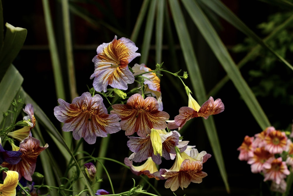 a bunch of flowers that are in the grass