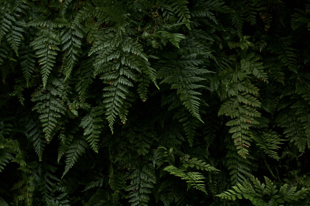 a close up of a green plant with lots of leaves