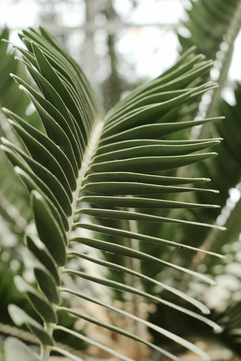 a close up of a green leaf in a forest