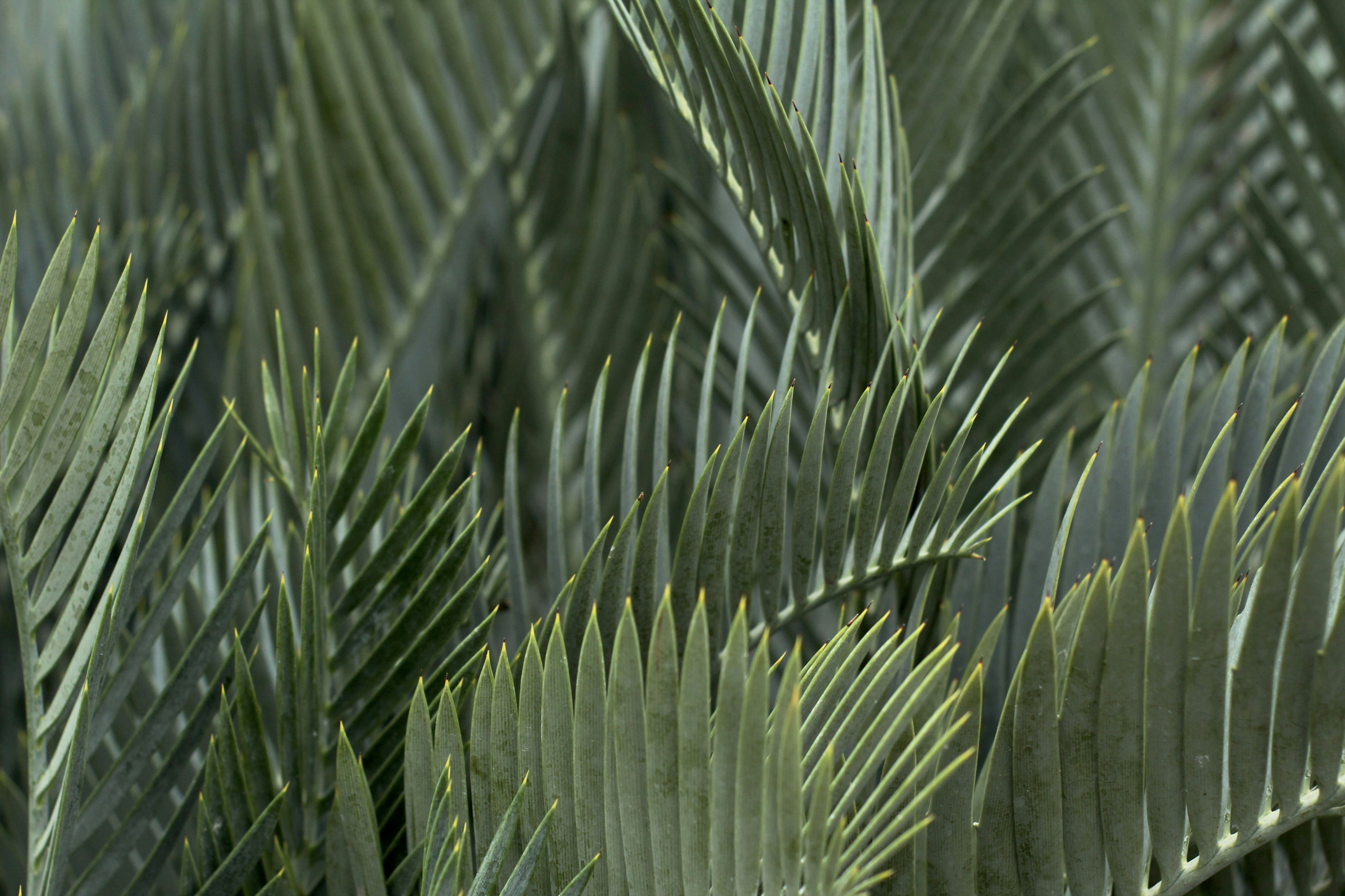 a bird is perched on a palm tree