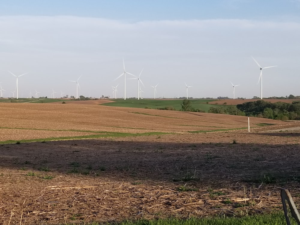 遠くにたくさんの風車がある畑