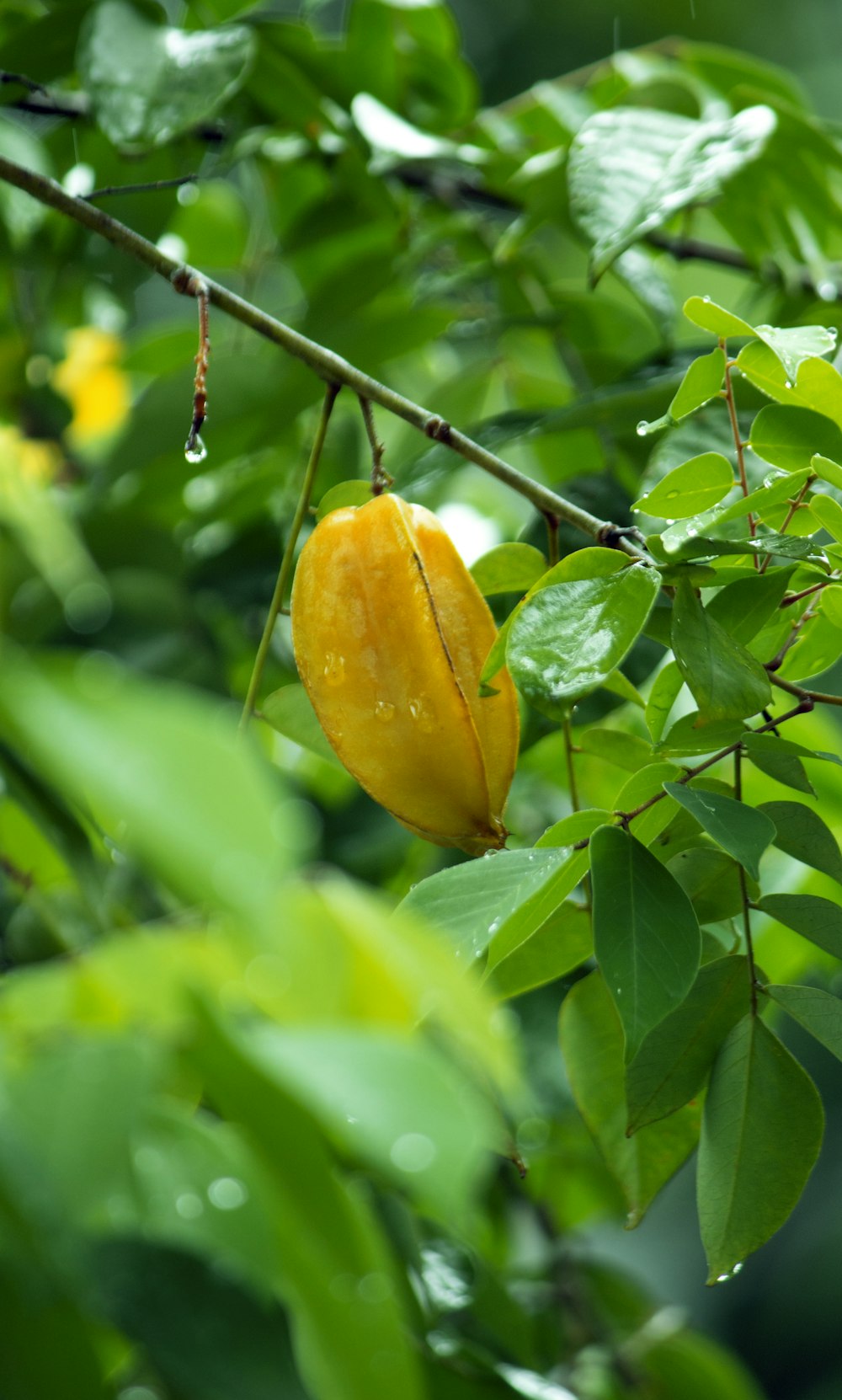 a yellow fruit hanging from a tree branch