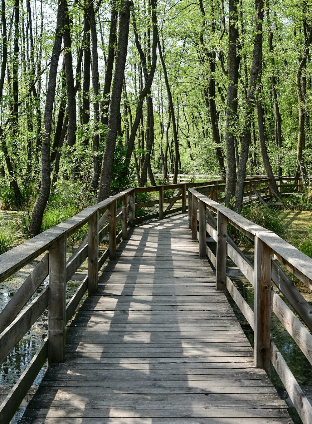 eine Holzbrücke mitten im Wald