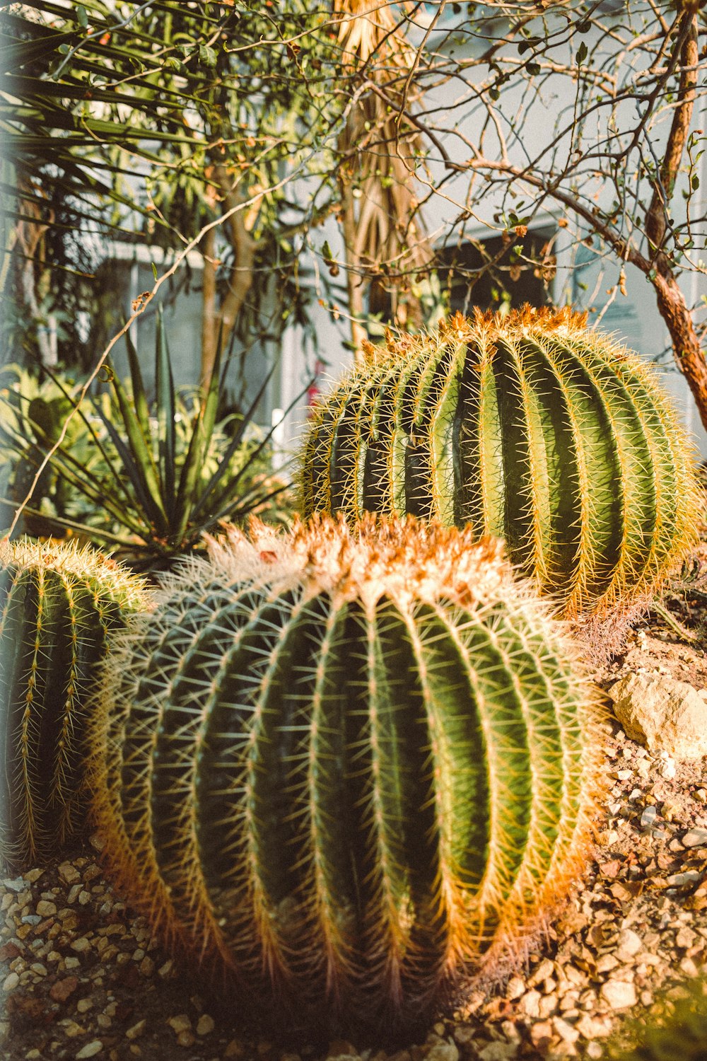 a group of cactus plants in a garden