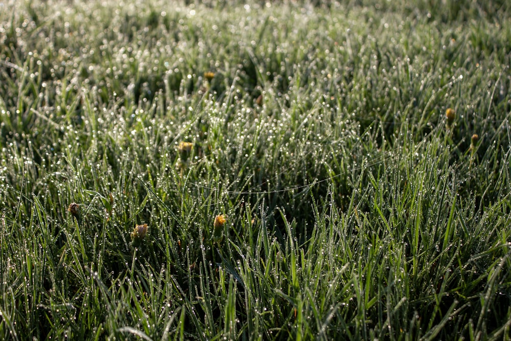 a field of grass with dew on the grass