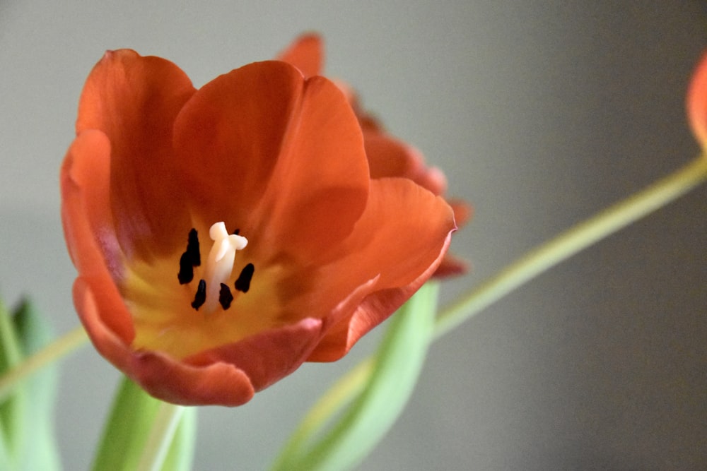 a close up of a flower in a vase