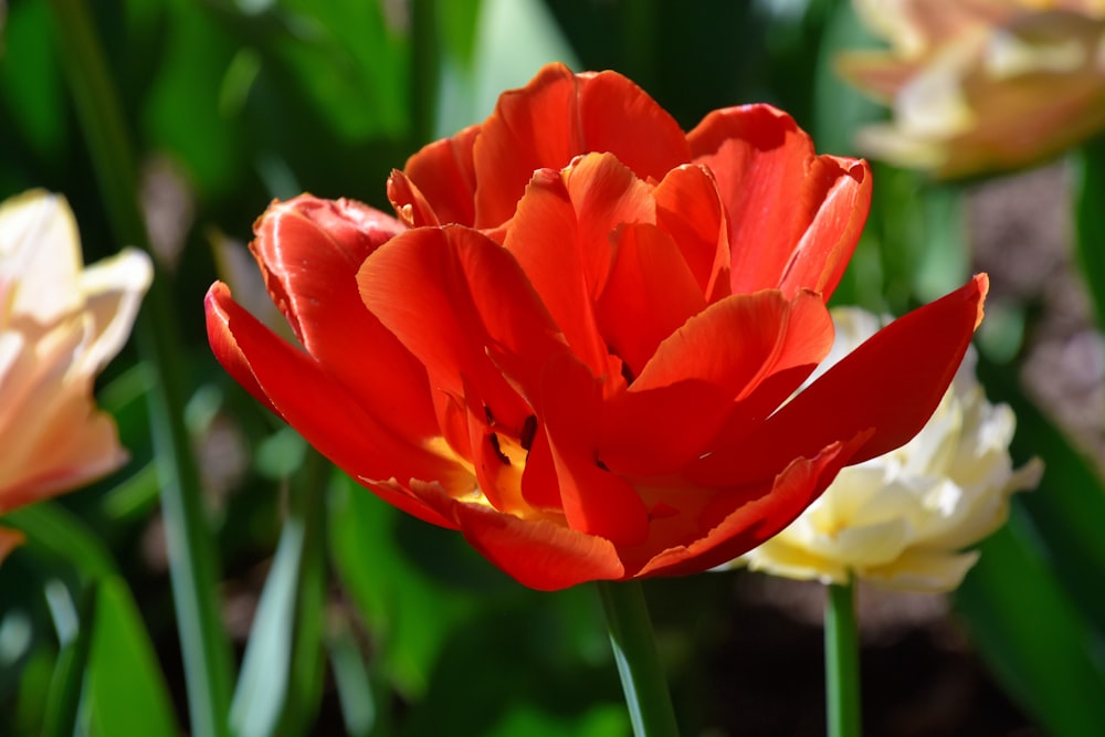 a close up of a red and yellow flower