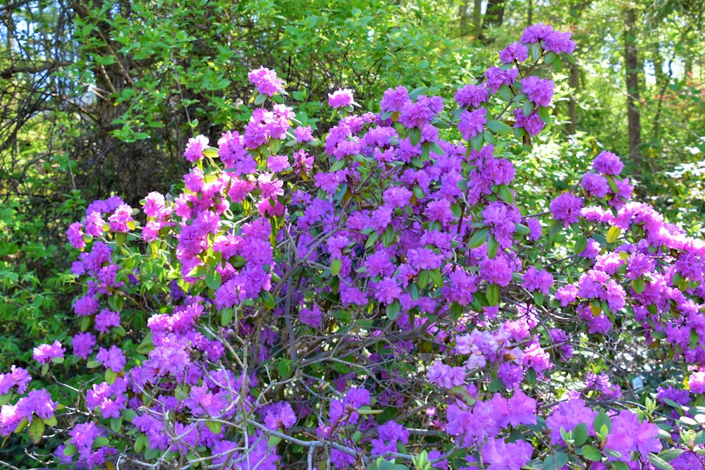 a bush of purple flowers in a forest