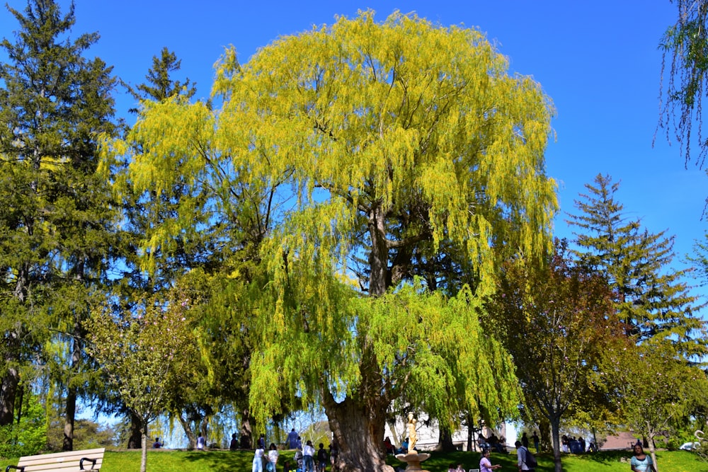 a group of people sitting on a bench under a tree