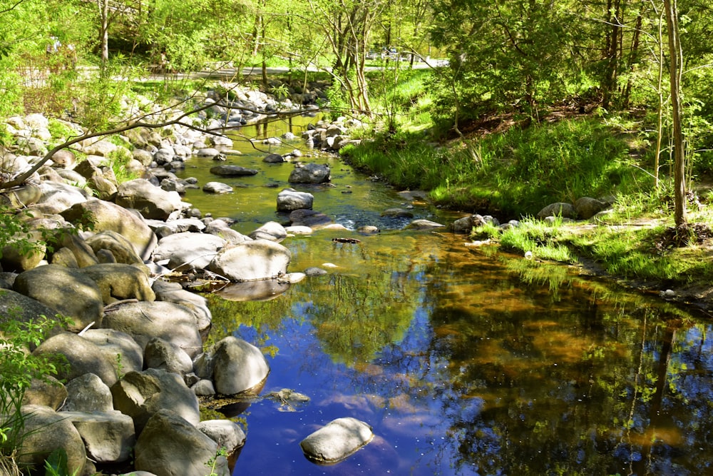 a stream running through a lush green forest