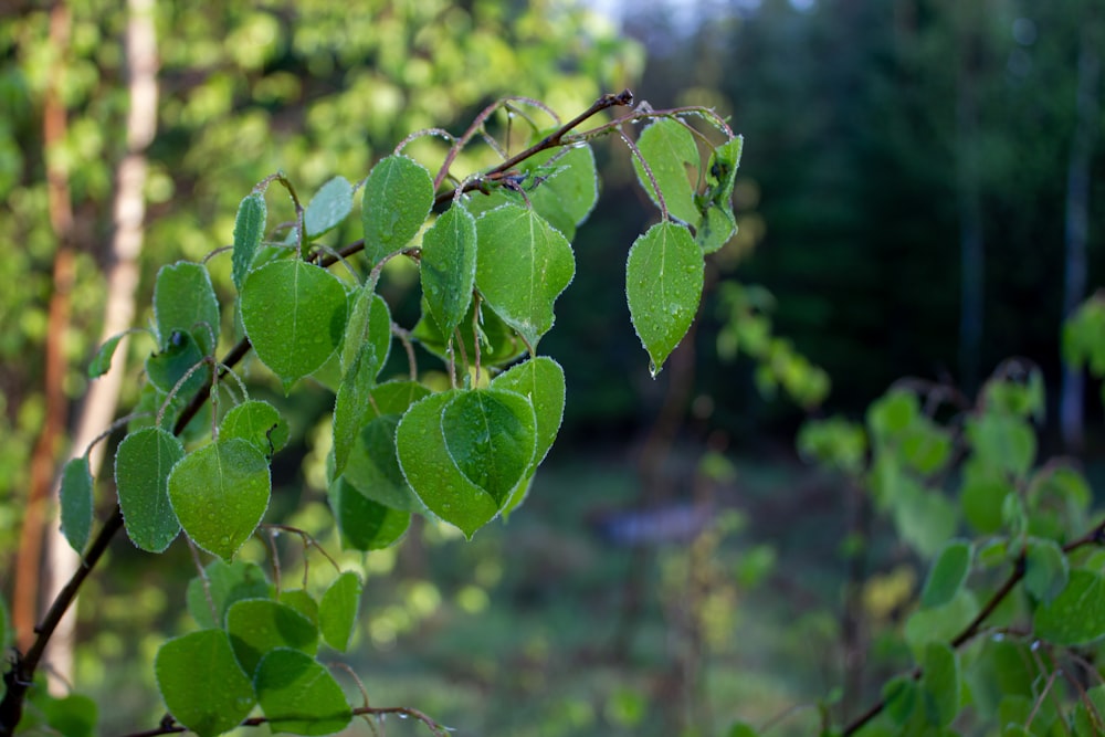 a close up of a tree branch with leaves