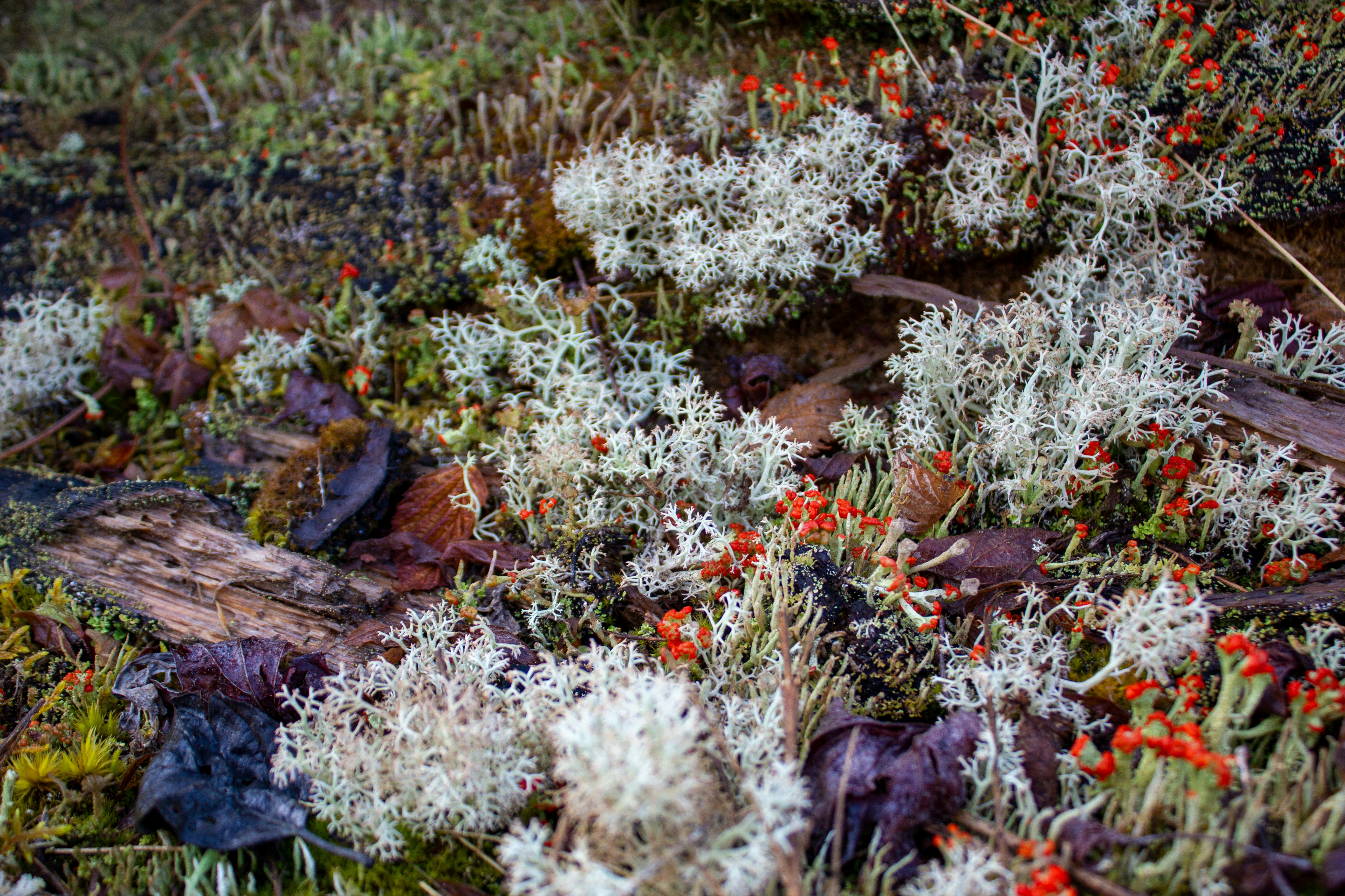 Photo by wondroustrange