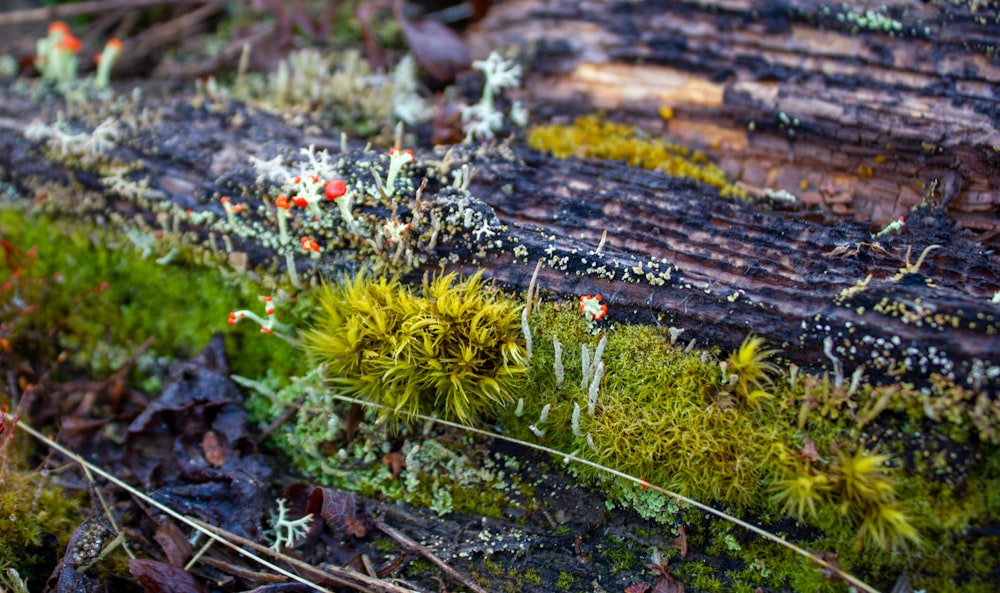 a close up of moss growing on a log