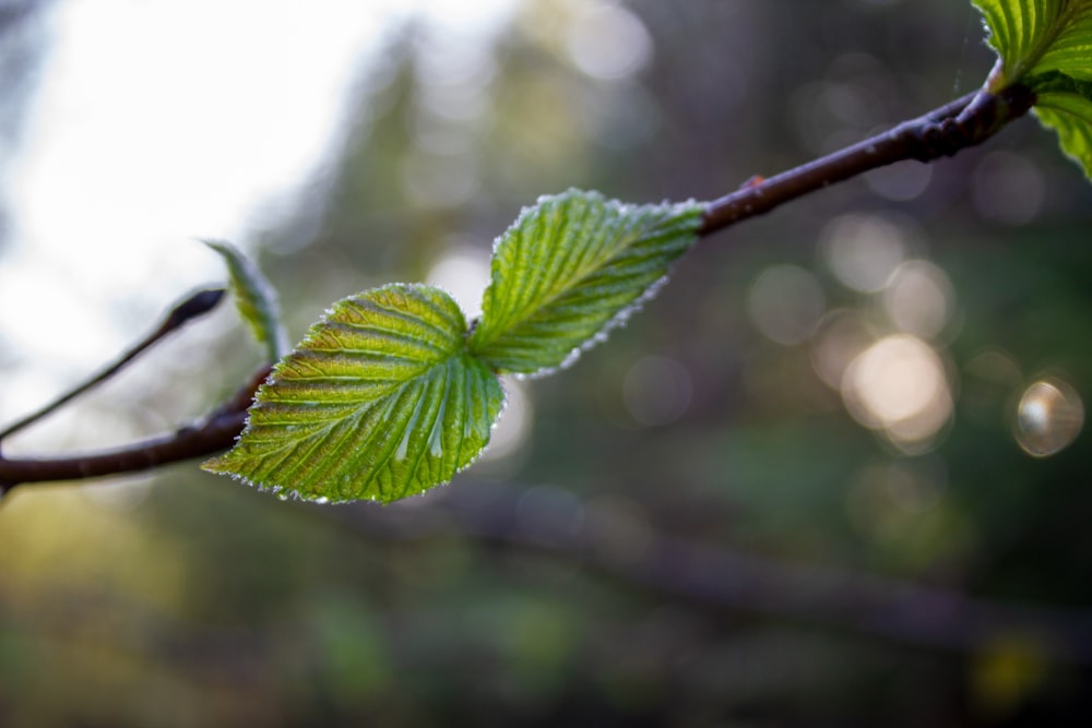 a green leaf is hanging from a tree branch