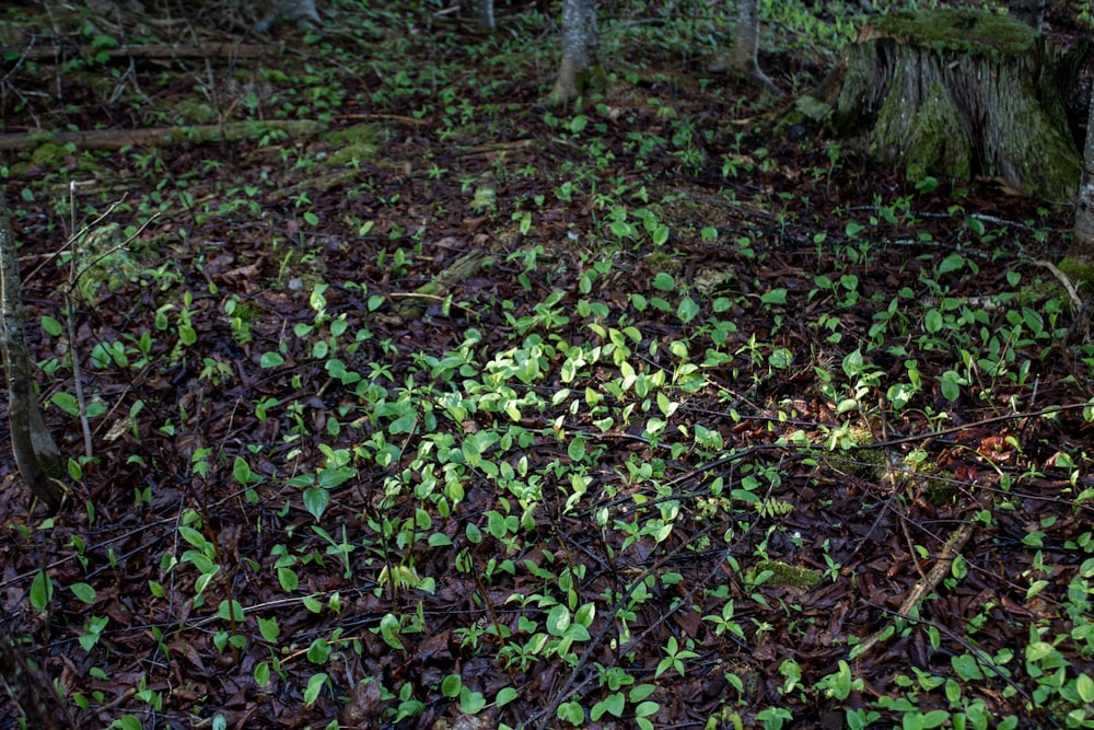 a patch of green plants growing in the woods