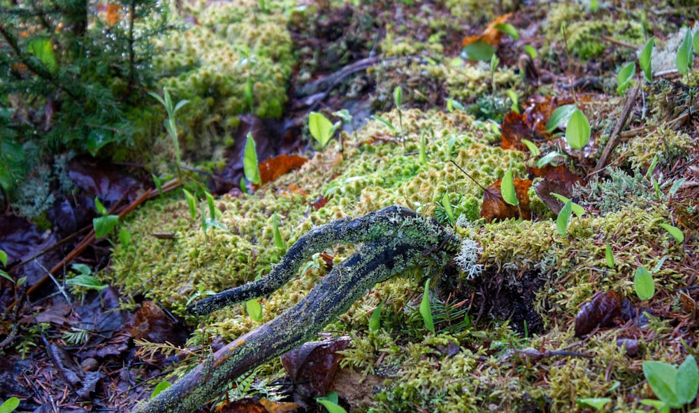 a lizard is laying on a mossy surface