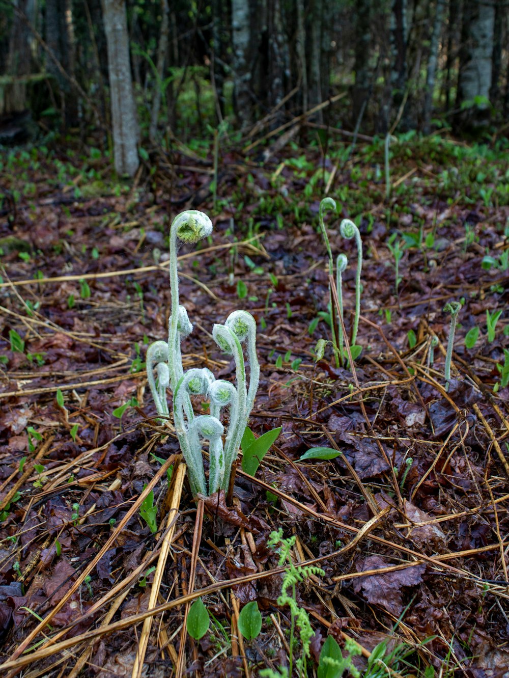 a couple of plants that are in the dirt